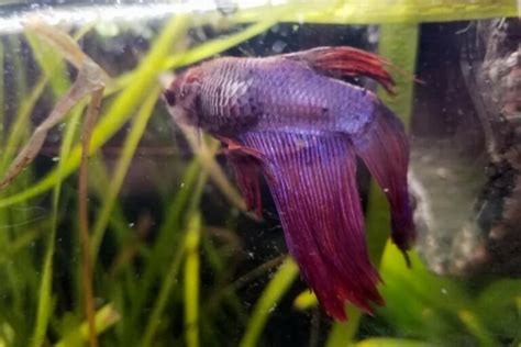 Betta Fish Tumor Everything You Need To Know About The Symptoms And