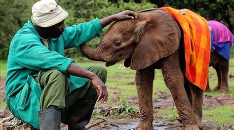 Orphaned Baby Elephants Get Unexpected ‘moms Who Take Care Of Their