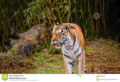 Tiger Near Bamboo Forest Stock Photo Image Of Tigiris 60850594