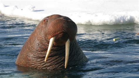 Pacific Walruses Haul Out Near Point Lay Earlier Than In Previous Years