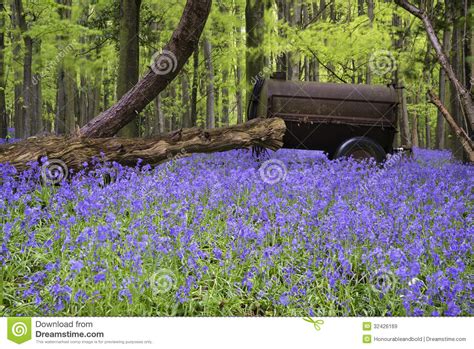 Old Farm Machinery In Vibrant Bluebell Spring Forest Landscape Stock