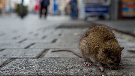 Cdc Rodents Becoming Aggressive Amid Virus Restaurant Closures