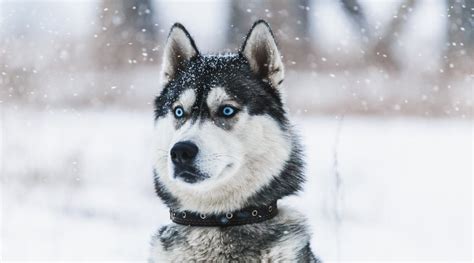Top 50 Dogs Cold Weather