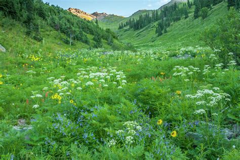 Usa Colorado San Juan Mountains Wildflowers In Ophir Pass Stock