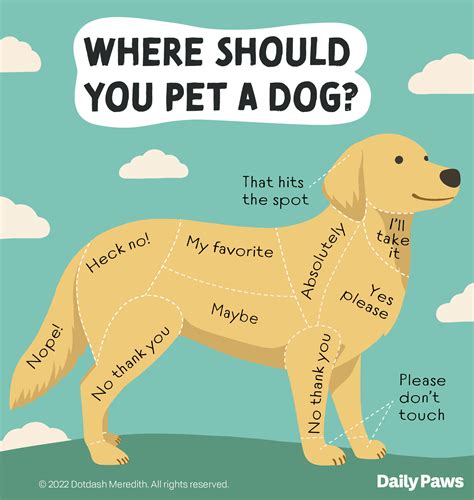 How To Pet A Dog And How To Tell When You Shouldnt Daily Paws