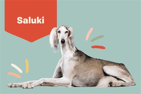 Saluki Dog Breed Information And Characteristics Daily Paws