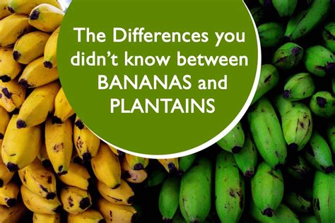 The Differences You Didnt Know Between Bananas And Plantains Plants