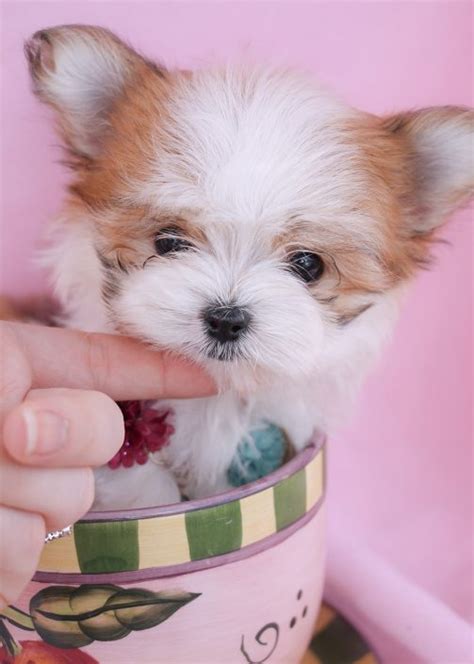 They are known for their sweet and playful temperament. Morkie Puppies and Designer Breed Puppies For Sale by ...