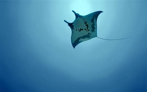 Underwater Sea Bluespotted Stingray Wallpaper Coolwallpapersme