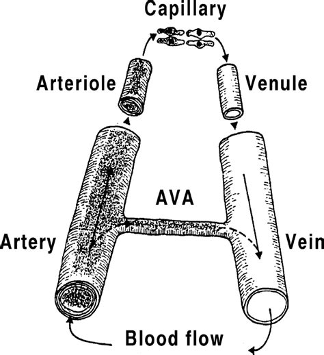 A Schematic Representation Of A Vascular Bed Containing An