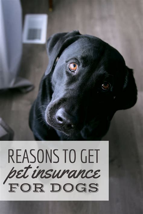 Is Pet Insurance Worth It? (Comprehensive Guide) | Pet ...
