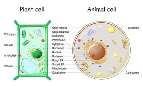 Anatomy Of Animal Cell Stock Vector Illustration Of Health 124959242