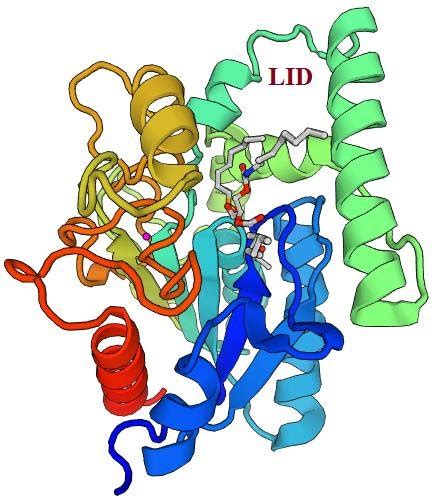 3d Structure Homology Modelling Of The Lipase A Crystal Structure Of