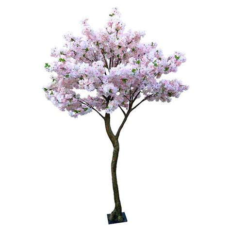 Pink Blossom Tree 27m Pink Blossom Tree Blossom Trees Pink Blossom