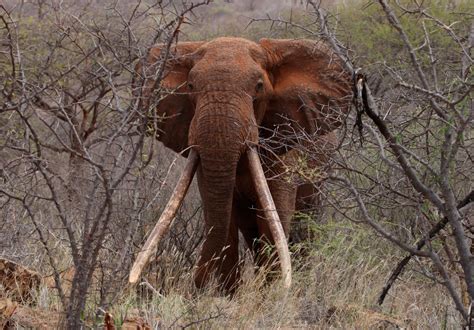 Africas Big Tuskers Africa Geographic Elephants Photos Elephant