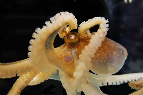 Octopuses Reveal Their Genetic And Sex Life Secrets News In Science Abc Science