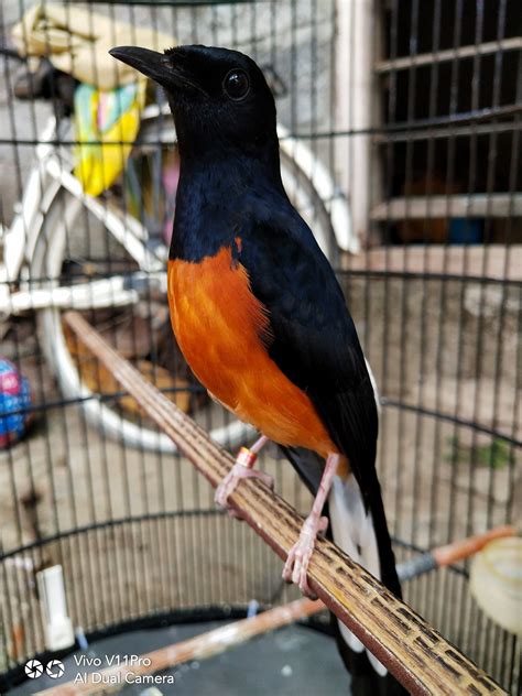 Murai Batu seluruh BALI