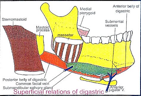 Submandibular Region L General Anatomy Mcqs For Dental Students