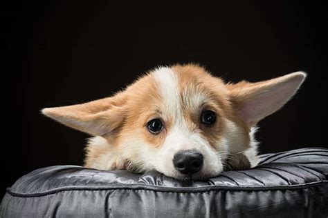 Best Sad Puppy Face Stock Photos Pictures And Royalty Free Images Istock