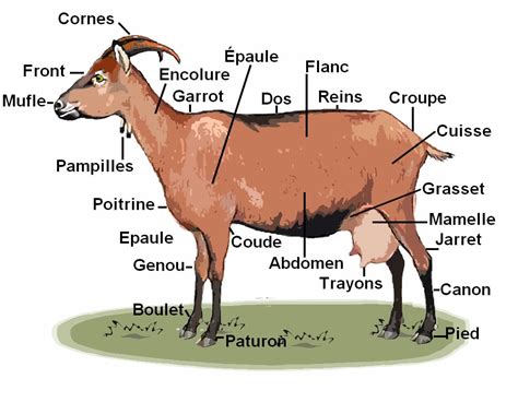 Morphologie De La Chèvre Poulailler Bio