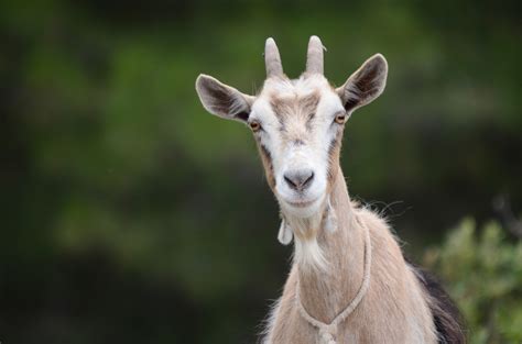 Fascinating Goat Face Free Image Download