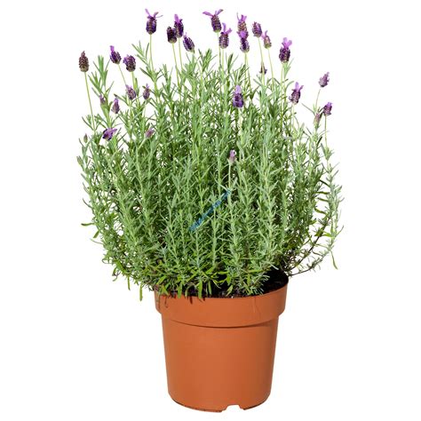 Lavender Herb Plant For Sale Asepsis Limited