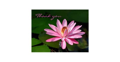 Pink Water Lily Thank You Postcard