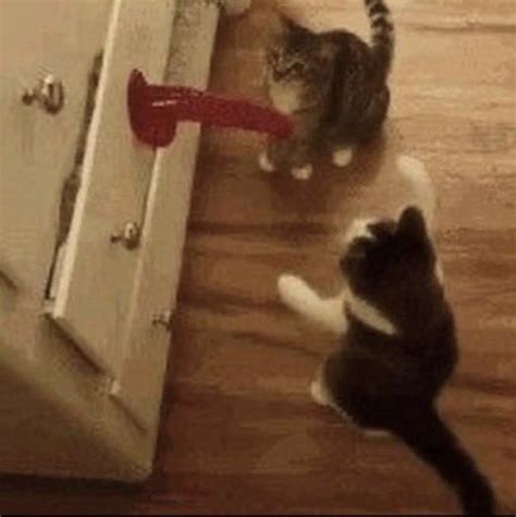 Pb 🔞 Goth Cat Arc On Twitter Rt React Cats Slapping Dildo