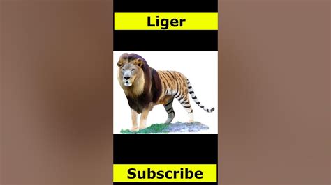 Lions Tigers And Ligers Ligors And Tigons Liger Vs Tigon Shorts