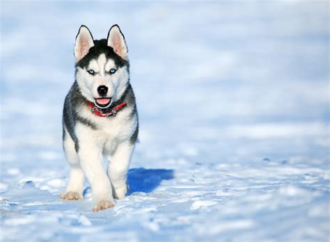 While the akc of the us recognizes the malamute and the siberian husky as purebreds, the alaskan husky is judged on the basis of its. Miniature Husky - Animal Corner