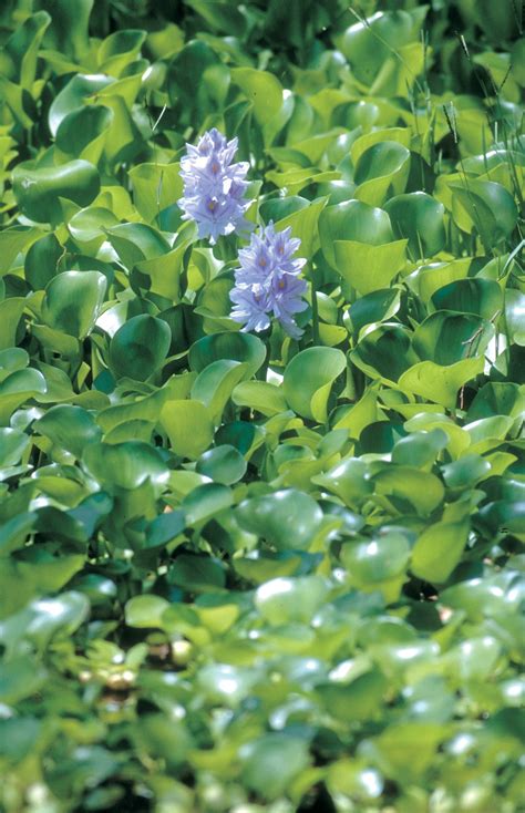 Water Hyacinth Declared Pest Agriculture And Food