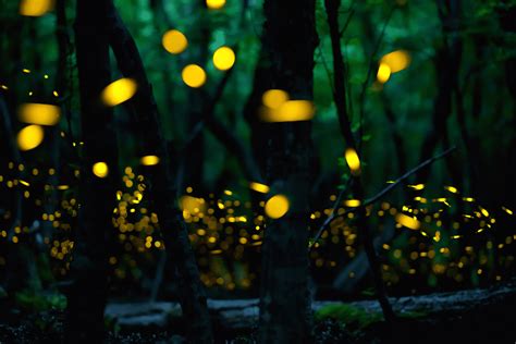 Prabalmachi Fireflies Trek 2023 Fireflies Near Mumbai Pune
