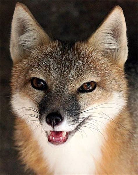Swift Fox Nighttime Prairie Hunter Animal Pictures And Facts Factzoo Com