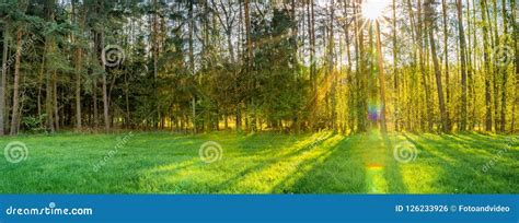 Beautiful Sun Rays Shine Through Trees With Lush Green Meadow In Front