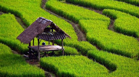 Green And Black Stripe Textile Field Rice Paddy Hd Wallpaper