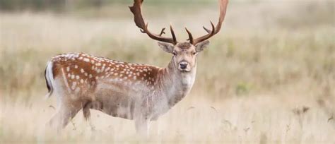 Fallow Deer Facts For Kids Kids Animals Facts