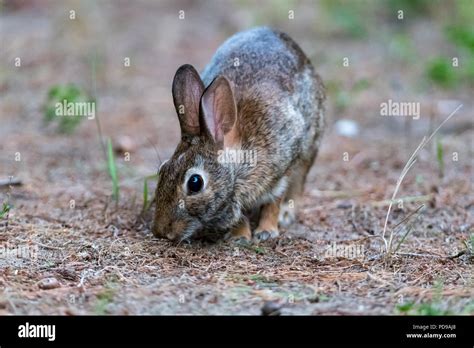 Eastern Cottontail Rabbit Sylvilagus Floridanus Feeding Stock Photo