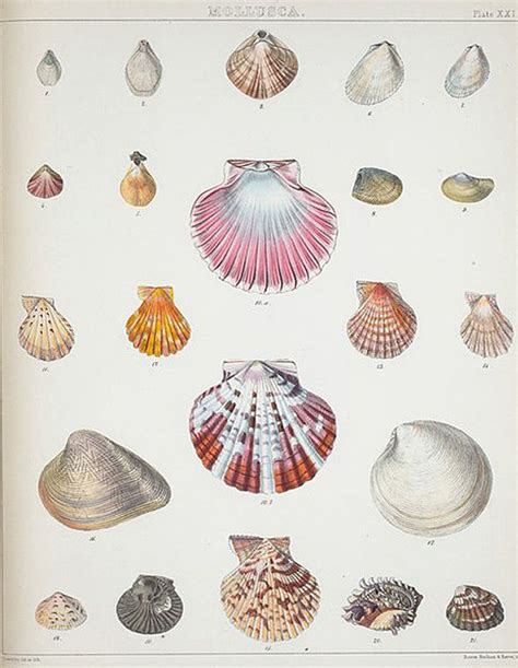 Finding Fabulous Vintage Printable Sea Shell Prints Printable