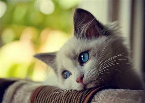 Gambar pria keren galau terlihat keren download now gambar cowok gal. Foto Binatang Galau, Lucu dan Menggemaskan | GambarBinatang.Com