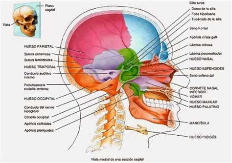 Cráneo Mandíbula Articulación Temporomandibular Y Músculos De La