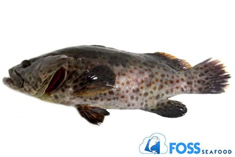 Ikan kerapu tergolong sebagai ikan predator dengan ukuran besar, ia memiliki gigi yang runcing dan jumlahnya banyak serta mempunyai rongga mulut yang ukuran ikan kerapu bisa mencapai 2 meter dengan berat ratusan kg. Jual Foss Seafood Ikan Kerapu Tiger - Kerapu Macan Frozen ...