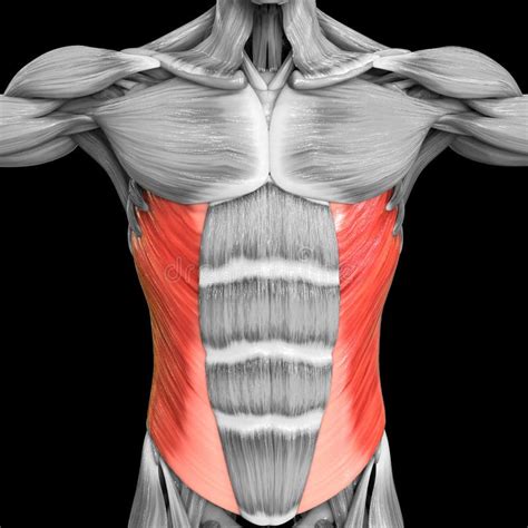 Human Muscular System Torso Muscles Abdominal External Oblique Muscle