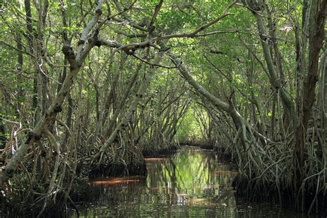 Mangrove Trees In Everglades National Park Stock Photo Image Of