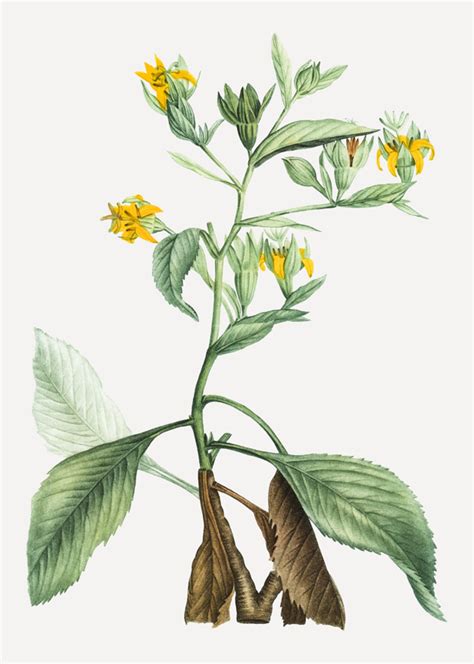 Aurea (en) breite der pflanze: Musschia aurea pflanze | Kostenlose Vektor