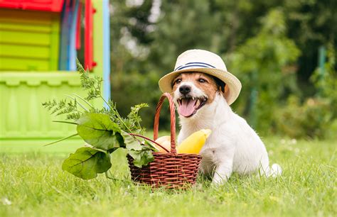 When your cat is sick it eats grass to get vitamins from it then it throws the other stuff up, so it would be green. Why Dogs Eat Grass - Shepp Vets