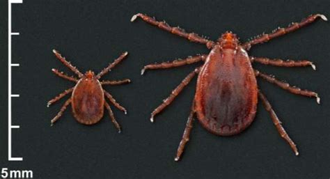 Population Of Invasive Tick Species Discovered In Fairfield County