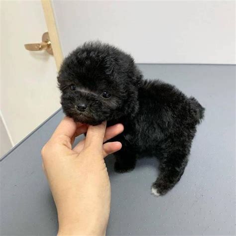 Find local poodle toy puppies for sale and dogs for adoption near you. One Male toy poodle puppy in Bakersfield, California - Puppies for Sale Near Me