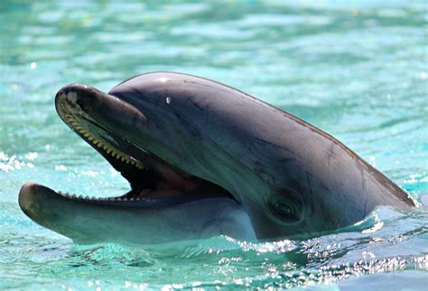 Dolphin Smile Photograph By Matthew Farmer