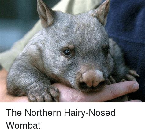 Wombat Memes