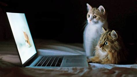 Funny Animals Full Hd Wallpapers Cat Desktop Background Laptop